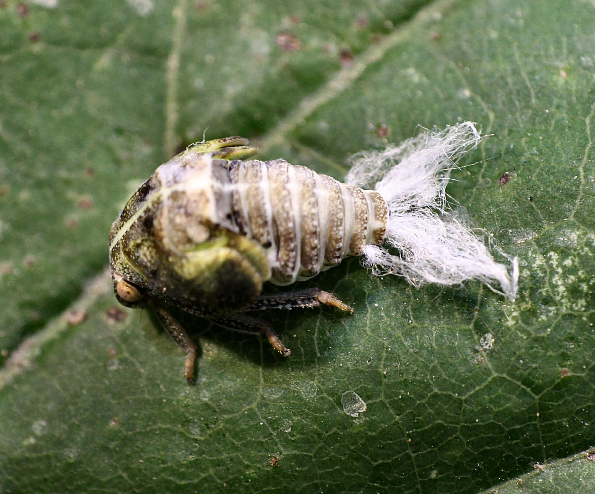 emittero piumoso da identificare: ninfe Acanalonia conica